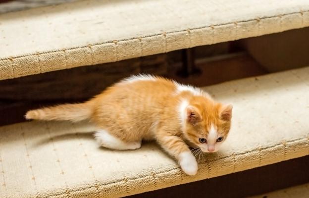 Малко коте на стълби