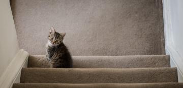 Могат ли котенцата да слизат по стълби… или само да се катерят?