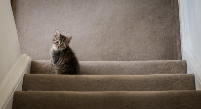 Могат ли котенцата да слизат по стълби… или само да се катерят?