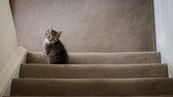 Могат ли котенцата да слизат по стълби… или само да се катерят?
