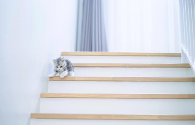 Малко коте на стълби