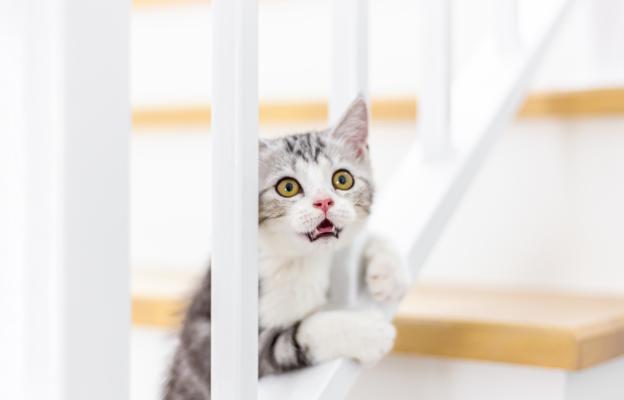 Малко коте на стълби