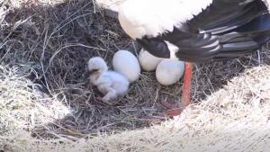Първи глътки въздух: Уникални кадри улавят появата на бебе щъркел (ВИДЕО)