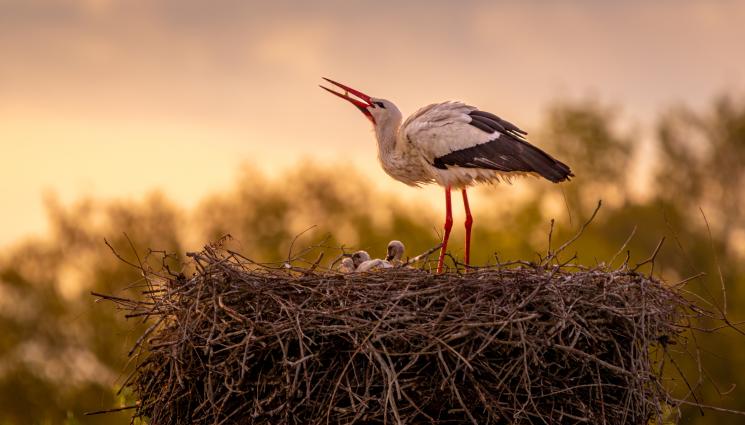 Щъркел - ЧУДОТО НА ЖИВОТА: Заснеха първите глътки въздух на малко щъркелче (ВИДЕО)