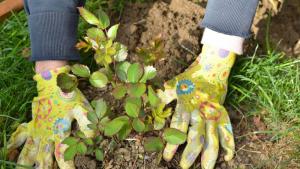 засаждане на рози