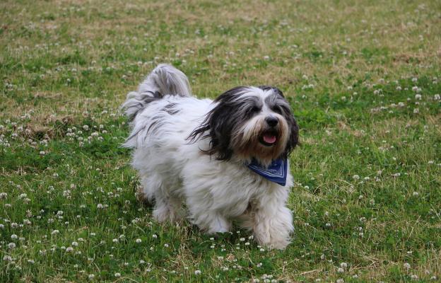 Белгийската Лакеноа