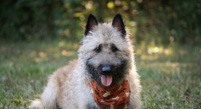 Белгийската Лакеноа