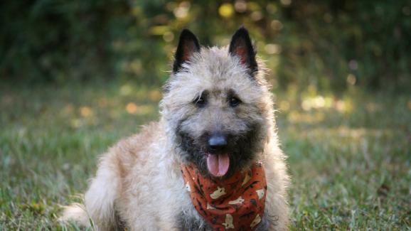 10-те най-малко популярни породи кучета (СНИМКИ)