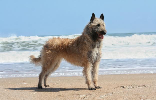 Белгийската Лакеноа