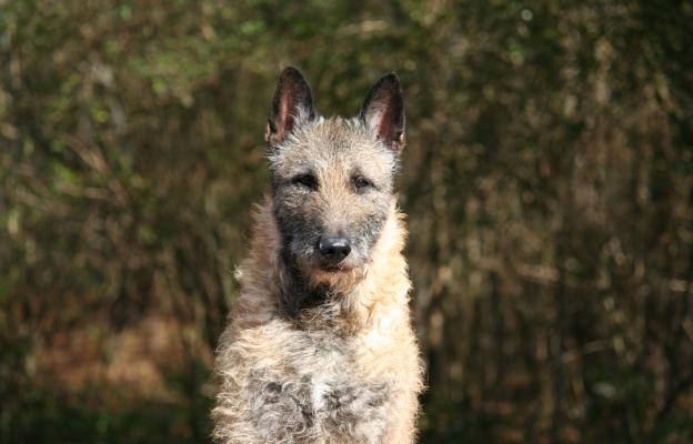 Белгийската Лакеноа