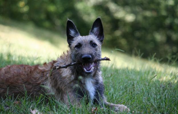 Белгийската Лакеноа