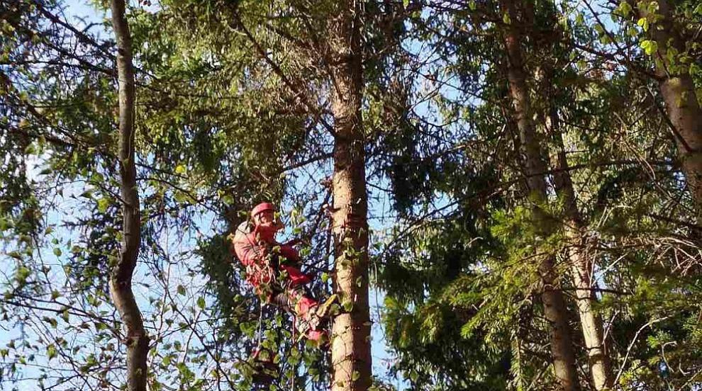 Спасиха парапланерист, паднал върху 20-метров бор в Осого̀вската планина