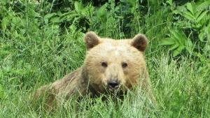 мечка парк за мечки в Белица