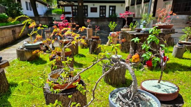 Къде се намира единствената на Балканите бонсай градина