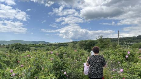 Градушки Стрелча