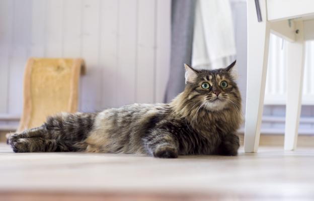 Домашна котка