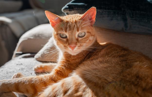 Домашна котка