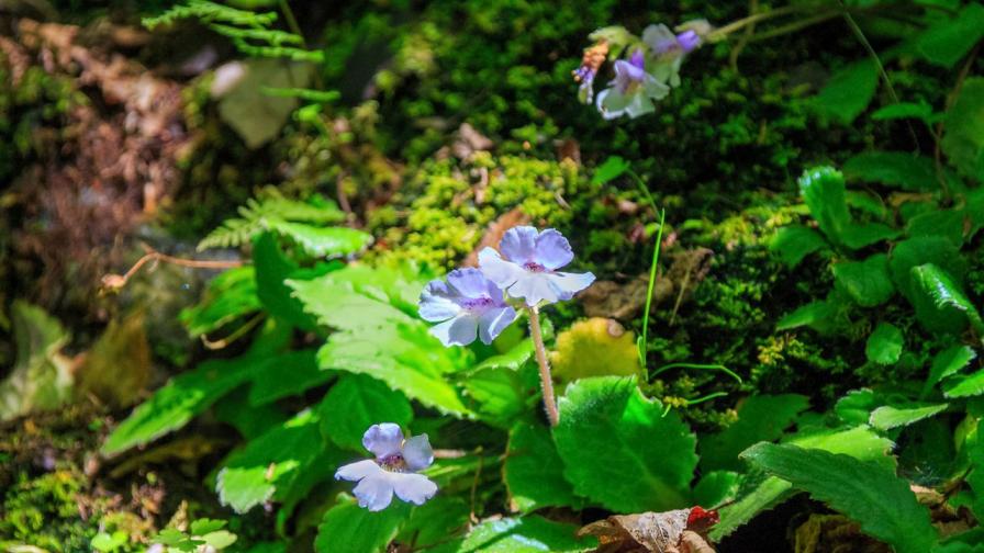 Посегателство над „Орфеевото цвете“ в Родопите, унищожиха над 400 защитени растения