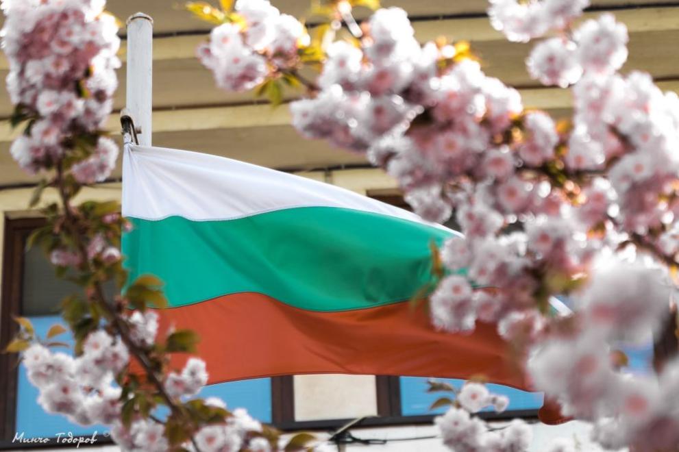 991 ratio iaponski vishni sevlievo