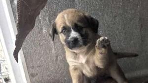 кучета Асеновград