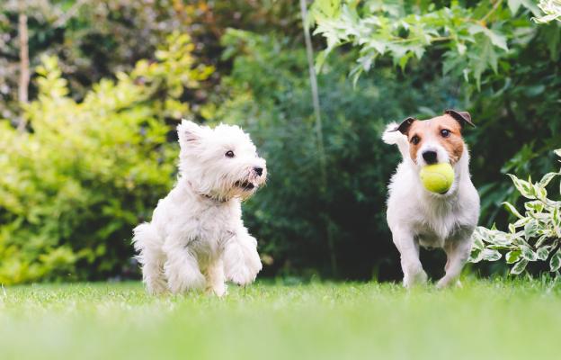 кучета игра парк