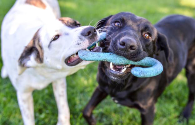 кучета игра парк