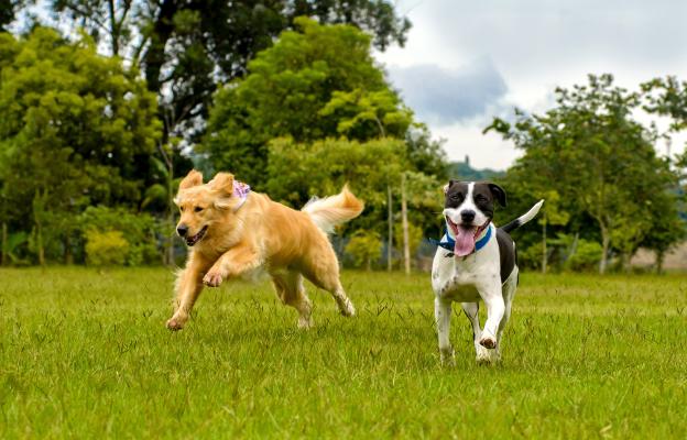 кучета игра парк