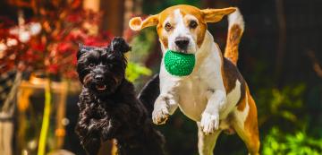 Как кучетата си намират приятели