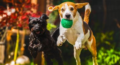 кучета игра парк