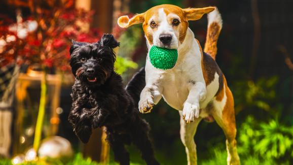 кучета игра парк