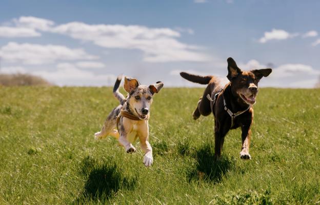 кучета игра парк