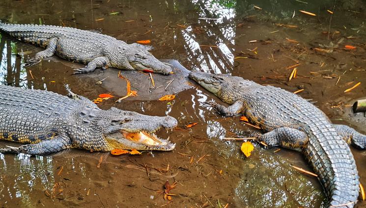 крокодили - Британец преплува 55 км в река сред 5500 крокодила!