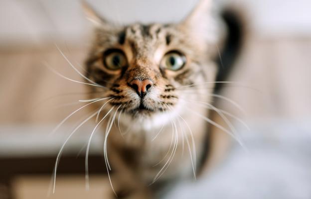 Домашна котка