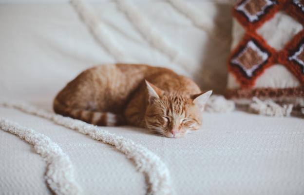 Домашна котка