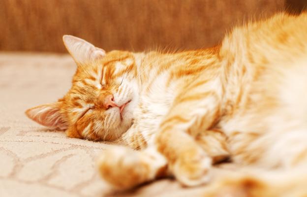 Домашна котка