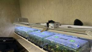 Варна оранжерия канабис