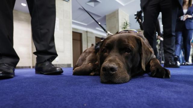 Той не гласува, но всички го забелязаха: Куче водач открадна вниманието в НС (СНИМКИ)