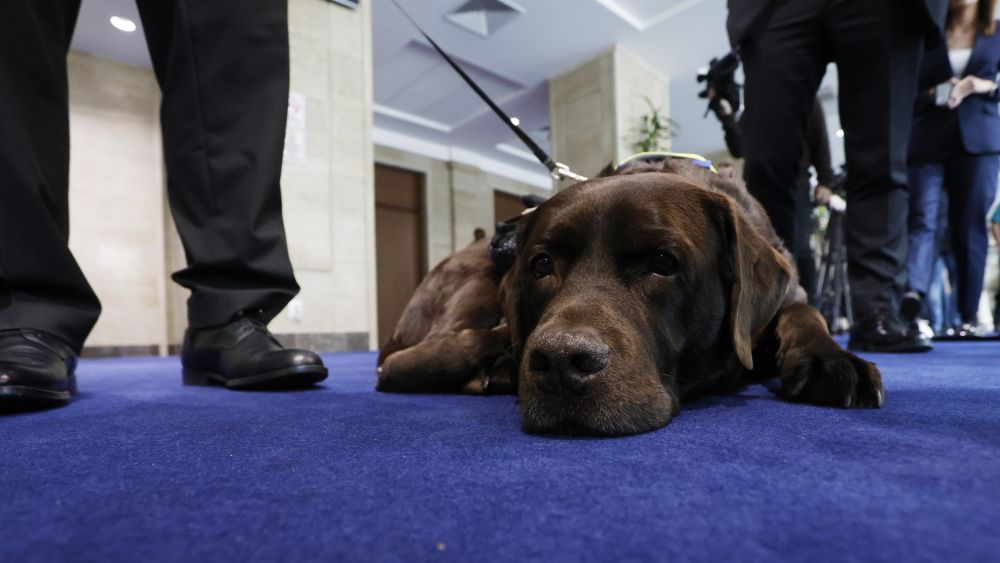 Куче водач Иван Янев