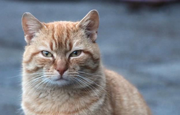 Таби котка