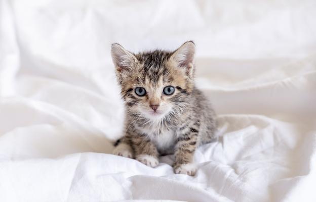 Малко котенце