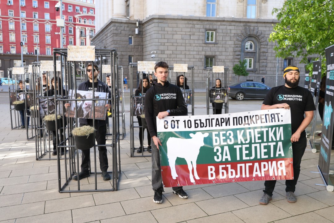 <p>Пред сградата на Народното събрание се провежда протест срещу отглеждането на телета в клетки.</p>