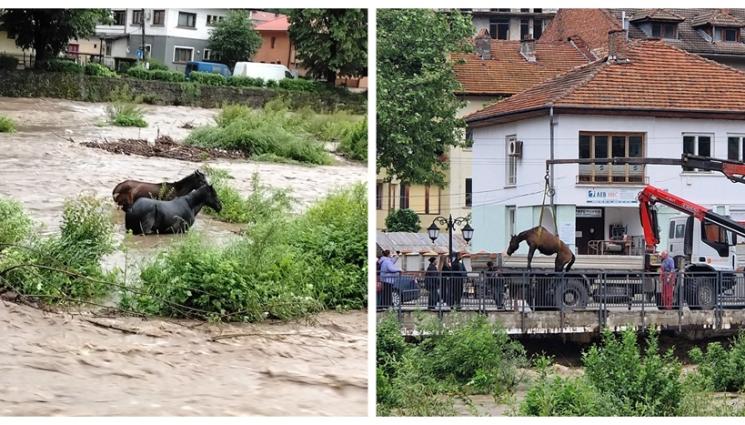 а - ЗРЕЛИЩНО СПАСЯВАНЕ! Екшън с два коня разтърси Тетевен (СНИМКИ и ВИДЕО)