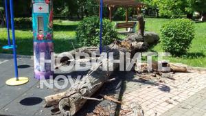 паднало дърво
