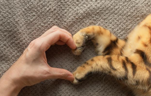 Котка вкъщи