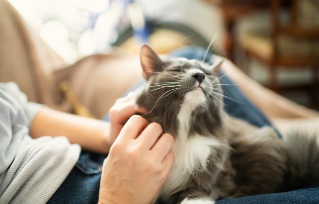 Котка вкъщи