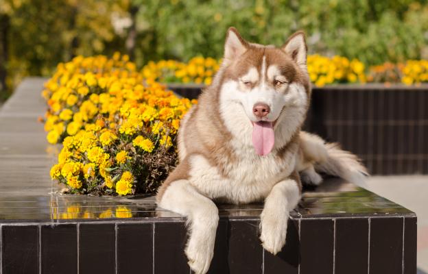 куче лято жега