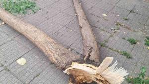 Голям клон на дърво се счупи и падна на ул Борис