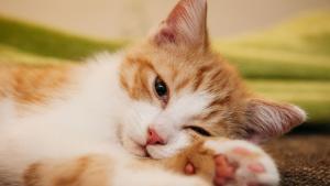 котка