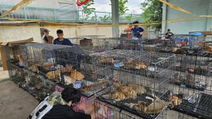 Виетнамската полиция иззе над 400 котки при голяма акция срещу