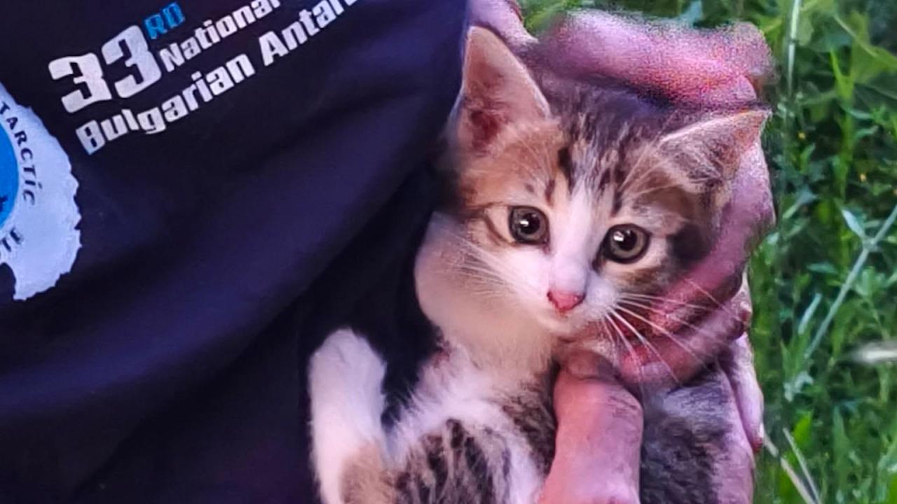 Спасиха паднала в шахта котка